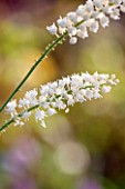 NORWELL NURSERIES, NOTTINGHAMSHIRE: CLOSE UP OF WHITE FLOWER OF ACTAEA SIMPLEX WHITE PEARL - PLANT PORTRAIT, AUTUMN, OCTOBER, SINGLE, BLOOM, PERENNIAL