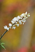 NORWELL NURSERIES, NOTTINGHAMSHIRE: CLOSE UP OF WHITE FLOWER OF ACTAEA SIMPLEX WHITE PEARL - PLANT PORTRAIT, AUTUMN, OCTOBER, SINGLE, BLOOM, PERENNIAL