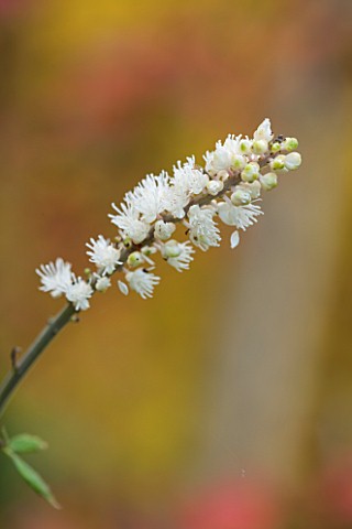 NORWELL_NURSERIES_NOTTINGHAMSHIRE_CLOSE_UP_OF_WHITE_FLOWER_OF_ACTAEA_SIMPLEX_WHITE_PEARL__PLANT_PORT