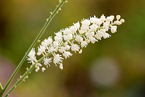 NORWELL_NURSERIES_NOTTINGHAMSHIRE_CLOSE_UP_OF_WHITE_FLOWER_OF_ACTAEA_SIMPLEX_WHITE_PEARL__PLANT_PORT