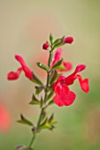 NORWELL NURSERIES, NOTTINGHAMSHIRE: CLOSE UP OF PINK FLOWER OF SALVIA MICROPHYLLA NORWELL - PLANT PORTRAIT, AUTUMN, OCTOBER, SINGLE, BLOOM, PERENNIAL