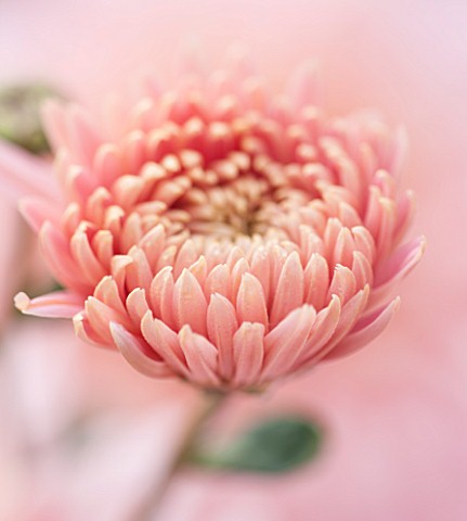 NORWELL_NURSERIES_NOTTINGHAMSHIRE_CLOSE_UP_OF_PINK_FLOWER_OF_CHRYSANTHEMUM_SWEETHEART_PINK__PLANT_PO