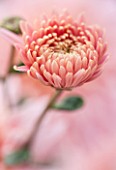 NORWELL NURSERIES, NOTTINGHAMSHIRE: CLOSE UP OF PINK FLOWER OF CHRYSANTHEMUM SWEETHEART PINK - PLANT PORTRAIT, FLOWER, AUTUMN, FALL, OCTOBER
