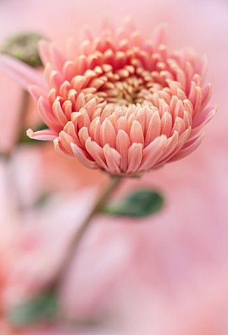 NORWELL_NURSERIES_NOTTINGHAMSHIRE_CLOSE_UP_OF_PINK_FLOWER_OF_CHRYSANTHEMUM_SWEETHEART_PINK__PLANT_PO