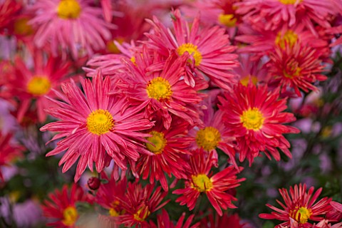 NORWELL_NURSERIES_NOTTINGHAMSHIRE_CLOSE_UP_OF_PINKY_RED_FLOWERS_OF_CHRYSANTHEMUM_ROSE_MADDER__PLANT_