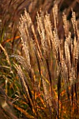 NORWELL NURSERIES, NOTTINGHAMSHIRE: CLOSE UP OF MISCANTHUS FLAMINGO. PLANT PORTRAIT, OCTOBER, FALL, AUTUMN, LATE SUMMER, GRASS, GRASSES, BACKLIT, BACKLIGHTING