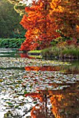 THE NATIONAL TRUST - SHEFFIELD PARK, SUSSEX,  IN AUTUMN. OCTOBER, FALL, LAKE WITH AUTUMN COLOUR TREES REFLECTED IN THE WATER, POND, POOL - TAXODIUM DISTICHUM - SWAMP CYPRESS