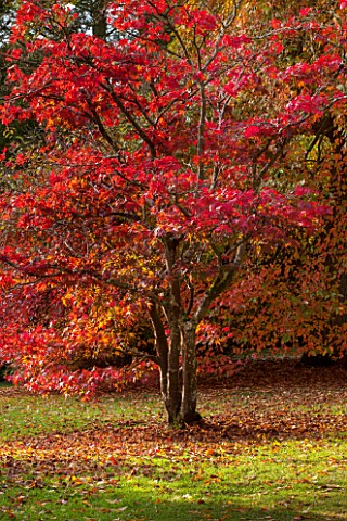 THE_NATIONAL_TRUST__SHEFFIELD_PARK_SUSSEX__IN_AUTUMN_OCTOBER_FALL_ACER_PALMATUM_IN_THE_WOODLAND__TRE