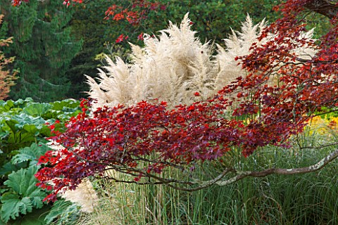 THE_NATIONAL_TRUST__SHEFFIELD_PARK_SUSSEX__IN_AUTUMN_OCTOBER_FALL_ACER_PALMATUM_AND_PAMPAS_GRASS_BES