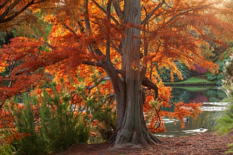 THE_NATIONAL_TRUST__SHEFFIELD_PARK_SUSSEX__IN_AUTUMN_OCTOBER_FALL_TAXODIUM_DISTICHUM___SWAMP_CYPRESS