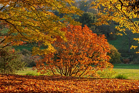 ARLEY_ARBORETUM_WORCESTERSHIRE_AUTUMN_COLOUR__IN_THE_WOODLAND__EVENING_SUNLIGHT_ON_A_CHESTNUT_LEAFED
