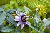 RHS GARDEN, WISLEY, SURREY: CLOSE UP OF THE PURPLE FLOWER OF PASSIFLORA BETTY MYLES YOUNG - PASSION FLOWER, CLIMBER, CLIMBING, VINE, OCTOBER, PLANT PORTRAIT