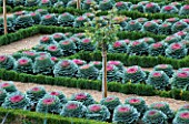 ORNAMENTAL CABBAGES IN THE POTAGER AT THE CHATEAU DE VILLANDRY  FRANCE