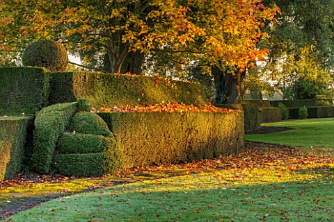 HOLE_PARK_KENT_CLIPPED_TOPIARY_HEDGE_HEDGING_BESIDE_LAWN__FORMAL_COUNTRY_GARDEN_CLASSIC_FALL_AUTUMN_