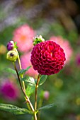 HOLE PARK, KENT: TROPICAL, DARK RED DAHLIA - DAHLIA IVANETTI  IN THE EXOTIC BORDER - COUNTRY GARDEN, CLASSIC, FALL, AUTUMN, OCTOBER