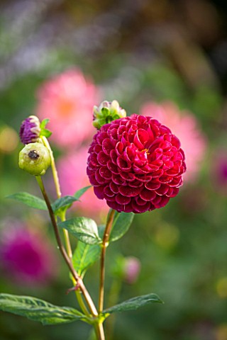 HOLE_PARK_KENT_TROPICAL_DARK_RED_DAHLIA__DAHLIA_IVANETTI__IN_THE_EXOTIC_BORDER__COUNTRY_GARDEN_CLASS
