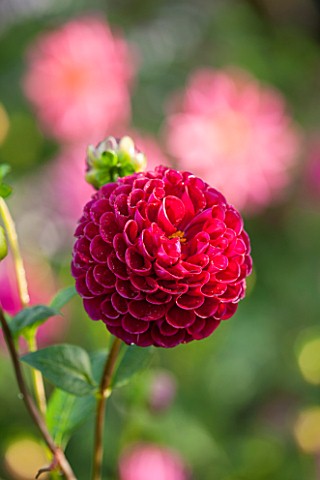HOLE_PARK_KENT_TROPICAL_DARK_RED_DAHLIA__DAHLIA_IVANETTI__IN_THE_EXOTIC_BORDER__COUNTRY_GARDEN_CLASS