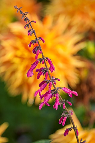 HOLE_PARK_KENT_PINK_SALVIA__SALVIA_CURVIFLORA_IN_THE_EXOTIC_BORDER__COUNTRY_GARDEN_CLASSIC_FALL_AUTU