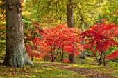 HOLE PARK, KENT: JAPANESE MAPLES - ACER PALMATUM - IN THE WOODLAND GARDEN - COUNTRY GARDEN, FALL, AUTUMN, OCTOBER