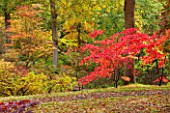HOLE PARK, KENT: JAPANESE MAPLES - ACER PALMATUM - IN THE WOODLAND GARDEN - COUNTRY GARDEN, FALL, AUTUMN, OCTOBER