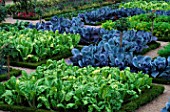 ORNAMENTAL CABBAGES AND CHARD IN THE POTAGER. CHATEAU DE VILLANDRY  FRANCE
