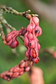 HOLE PARK, KENT: RED AUTUMNAL SEED POD OF A MAGNOLIA IN AUTUMN, OCTOBER, PINK, FRUIT, FRUITS, BERRY, BERRIES, SHRUB, TREE