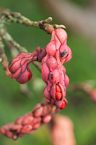 HOLE_PARK_KENT_RED_AUTUMNAL_SEED_POD_OF_A_MAGNOLIA_IN_AUTUMN_OCTOBER_PINK_FRUIT_FRUITS_BERRY_BERRIES