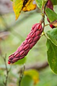 HOLE PARK, KENT: RED AUTUMNAL SEED POD OF A MAGNOLIA IN AUTUMN, OCTOBER, PINK, FRUIT, FRUITS, BERRY, BERRIES, SHRUB, TREE