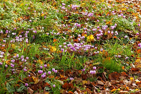 HOLE_PARK_KENT_PINK_CYCLEMEN_GROWING_IN_GRASS_IN_OCTOBER_AUTUMN
