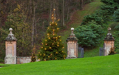 CASTLE_HOWARD_YORKSHIRE_CHRISTMAS__CHRISTMAS_TREE_IN_FRONT_OF_THE_HOUSE_ON_LAWN_WITH_LIGHTS__WINTER_