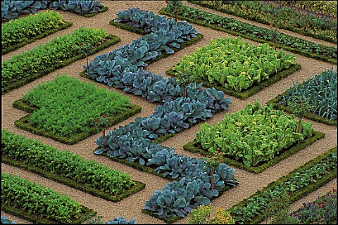 CABBAGES_AND_CHARD_PLANTED_IN_PATTERNS_IN_THE_GREAT_POTAGER_AT_THE_CHATEAU_DE_VILLANDRY__FRANCENEW_S