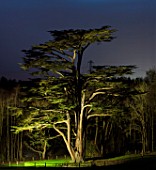 PAINSHILL PARK, SURREY: MASSIVE CEDAR OF LEBANON TREE LIT UP AT NIGHT - LIGHTING, HISTORIC, LAKE, WATER, LANDSCAPE, WINTER, DECEMBER, CHRISTMAS