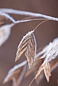 RHS GARDEN, WISLEY, SURREY: CLOSE UP PLANT PORTRAIT OF CHASMANTHIUM LATIFOLIUM - SEEDHEAD, GRASS, GRASSES, FROST, WINTER, ORNAMENTAL, FROSTED, JANUARY