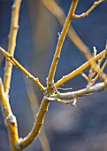 RHS GARDEN, WISLEY, SURREY: CLOSE UP PLANT PORTRAIT OF GOLDEN BRANCHES OF STYPHNOLOBIUM JAPONICUM FLAVIRAMEUM. FROST, WINTER, FROSTED, JANUARY, CHINA, SHRUB