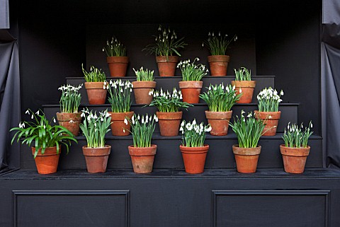 CHELSEA_PHYSIC_GARDEN_LONDON_SNOWDROP_THEATRE__SNOWDROPS_IN_TERRACOTTA_CONTAINERS__BULBS_DISPLAY_DIS