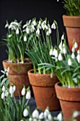 CHELSEA PHYSIC GARDEN, LONDON: SNOWDROPS IN SNOWDROP THEATRE - GALANTHUS BRENDA TROYLE - DISPLAY, DISPLAYED, TERRACOTTA, CONTAINER, POT, SNOWDROP, BULB, BULBS