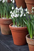 CHELSEA PHYSIC GARDEN, LONDON: SNOWDROPS IN SNOWDROP THEATRE - GALANTHUS FALKLAND HOUSE - DISPLAY, DISPLAYED, TERRACOTTA, CONTAINER, POT, SNOWDROP, BULB, BULBS