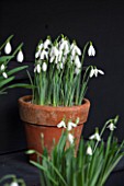 CHELSEA PHYSIC GARDEN, LONDON: SNOWDROPS IN SNOWDROP THEATRE - GALANTHUS SIR HERBERT MAXWELL - DISPLAY, DISPLAYED, TERRACOTTA, CONTAINER, POT, SNOWDROP, BULB, BULBS