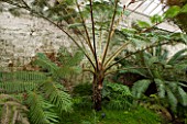 CHELSEA PHYSIC GARDEN, LONDON: THE FERN HOUSE WITH CYATHEA INDET (642) . GREENHOUSE, GLASSHOUSE, INSIDE, FERN, FERNS, VICTORIAN
