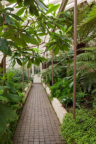 CHELSEA_PHYSIC_GARDEN_LONDON_THE_FERN_HOUSE_WITH_CYATHEA_INDET_642__TO_THE_RIGHT_GREENHOUSE_GLASSHOU
