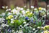 CHELSEA PHYSIC GARDEN, LONDON: WINTER PLANTING BESIDE THE STATUE WITH PRIMULAS AND GALANTHUS HIPPOLYTA - BULB, BULBS