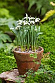 CHELSEA PHYSIC GARDEN, LONDON: TERRACOTTA CONTAINER IN THE FERNERY PLANTED WITH SNOWDROPS - GALANTHUS AILWYN - BULB, POT, BULBS, SNOWDROP