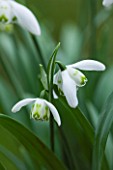 CHELSEA PHYSIC GARDEN, LONDON: CLOSE UP PLANT PORTRAIT OF SNOWDROP - GALANTHUS AILWYN - SNOWDROP, WHITE, FLOWER, GREEN MARKINGS, BULB, WINTER, JANUARY