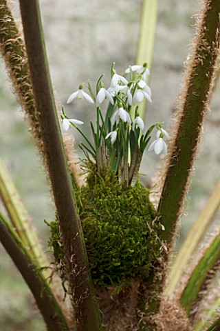 CHELSEA_PHYSIC_GARDEN_LONDON_SNOWDROPS__GALANTHUS_NIVALS__PLANTED_IN_MOSS_IN_THE_FERNERY_KOKEDAMA_MO