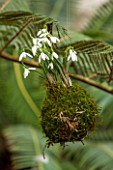 CHELSEA PHYSIC GARDEN, LONDON: SNOWDROPS - GALANTHUS NIVALS - PLANTED IN MOSS HANGS FROM A CYATHEA IN THE FERNERY. KOKEDAMA, MOSS BALL, SNOWDROP, SNOWDROPS, GLASSHOUSE, FERN