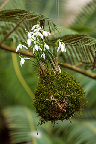 CHELSEA_PHYSIC_GARDEN_LONDON_SNOWDROPS__GALANTHUS_NIVALS__PLANTED_IN_MOSS_HANGS_FROM_A_CYATHEA_IN_TH