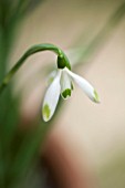 CHELSEA PHYSIC GARDEN, LONDON: CLOSE UP PLANT PORTRAIT OF SNOWDROP - GALANTHUS LLO N GREEN -  SNOWDROP, WHITE, FLOWER, GREEN MARKINGS, BULB, WINTER, JANUARY