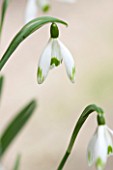CHELSEA PHYSIC GARDEN, LONDON: CLOSE UP PLANT PORTRAIT OF SNOWDROP - GALANTHUS LLO N GREEN -  SNOWDROP, WHITE, FLOWER, GREEN MARKINGS, BULB, WINTER, JANUARY