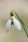 CHELSEA PHYSIC GARDEN, LONDON: CLOSE UP PLANT PORTRAIT OF SNOWDROP - GALANTHUS ALISON HILARY -  SNOWDROP, WHITE, FLOWER, GREEN MARKINGS, BULB, WINTER, JANUARY