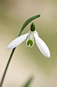 CHELSEA PHYSIC GARDEN, LONDON: CLOSE UP PLANT PORTRAIT OF SNOWDROP - GALANTHUS REGINAE OLGAE JOHN MARR -  SNOWDROP, WHITE, FLOWER, GREEN MARKINGS, BULB, WINTER, JANUARY